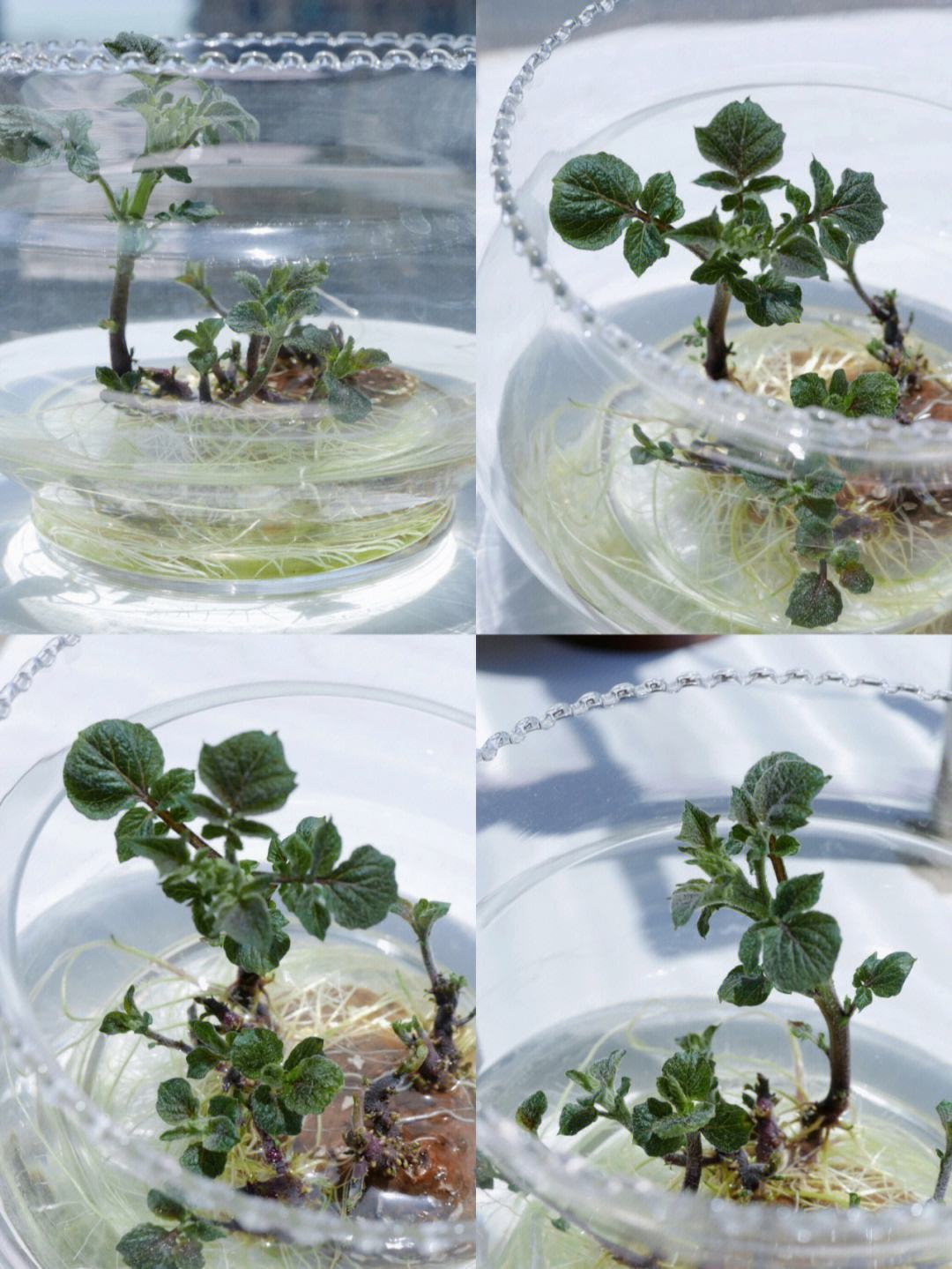 水培土豆的种植方法(水培土豆的种植方法作文)