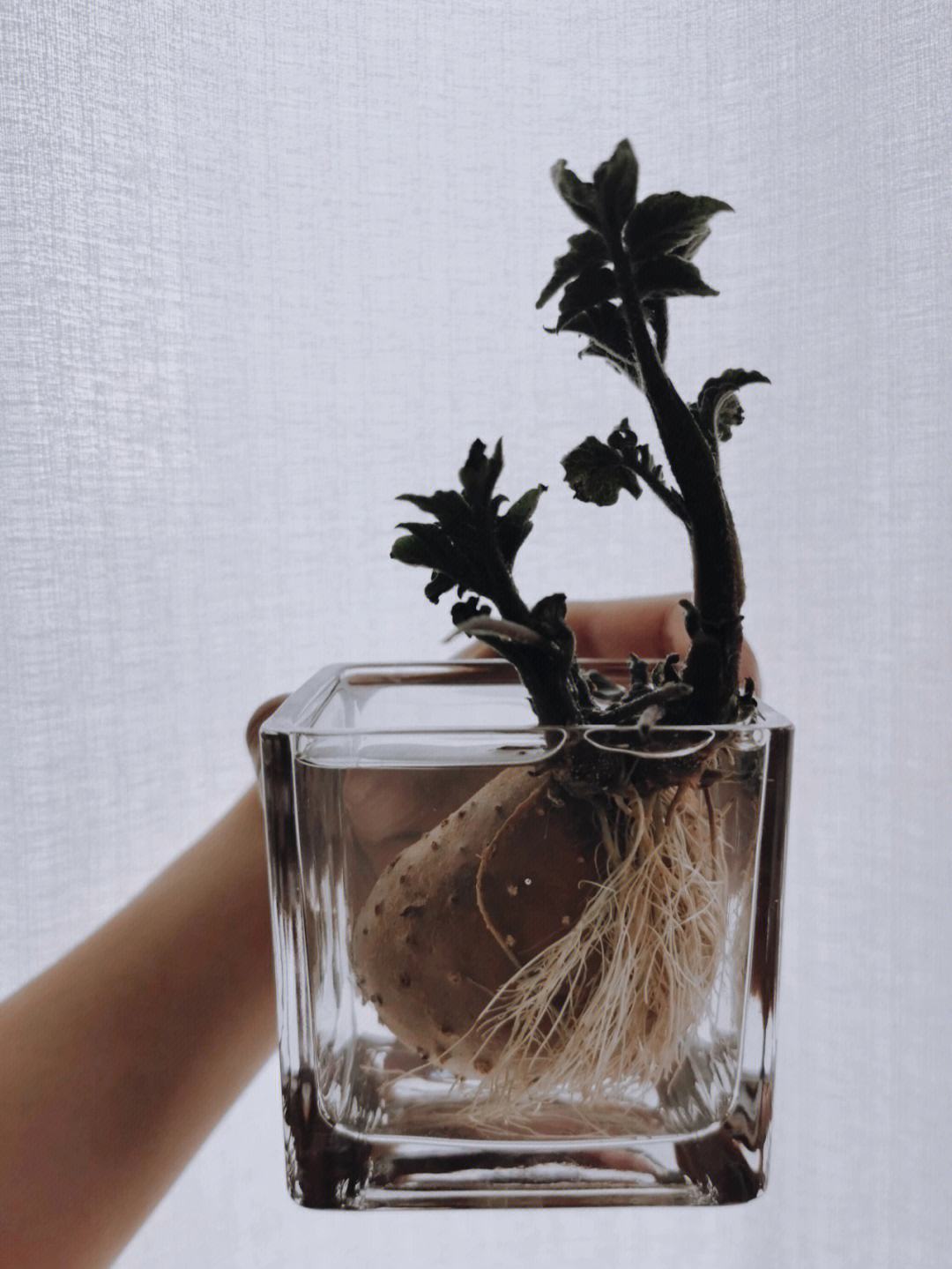 水培土豆的种植方法(水培土豆的种植方法作文)