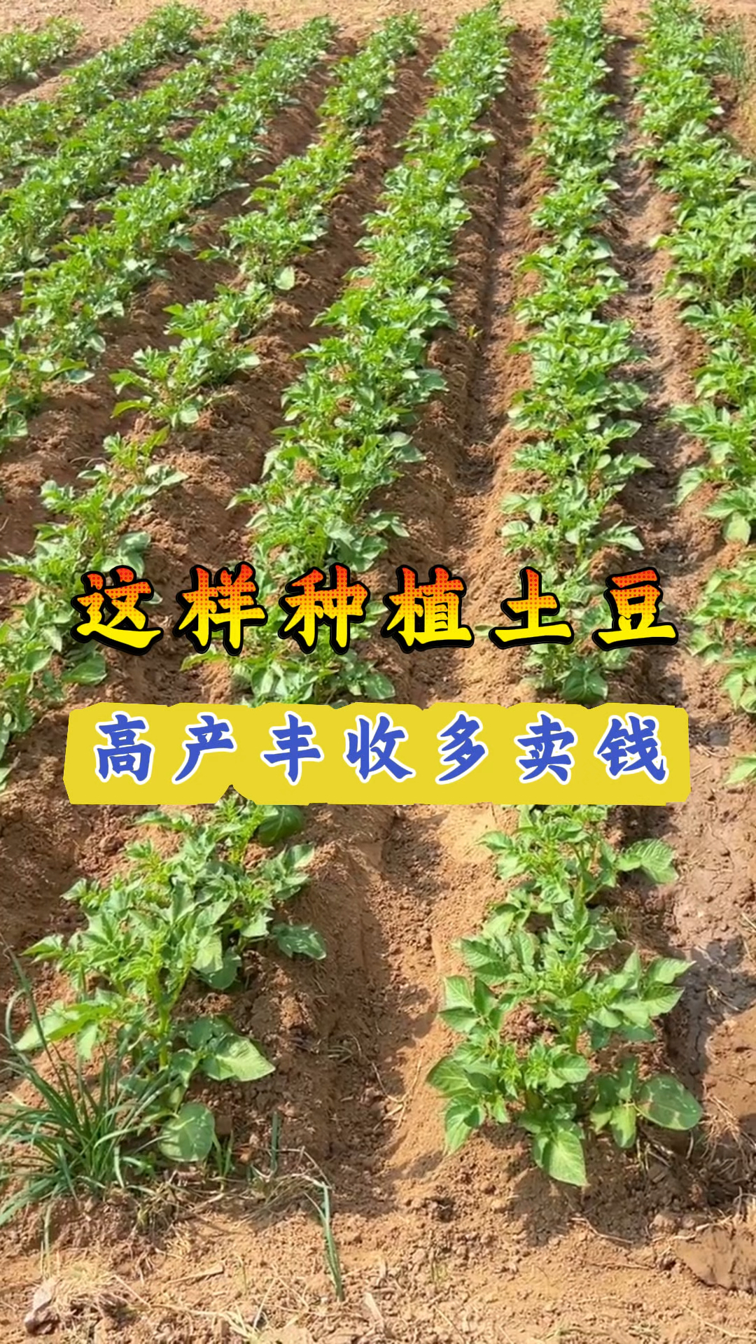 土豆种植技术术(土豆种植技术术语有哪些)