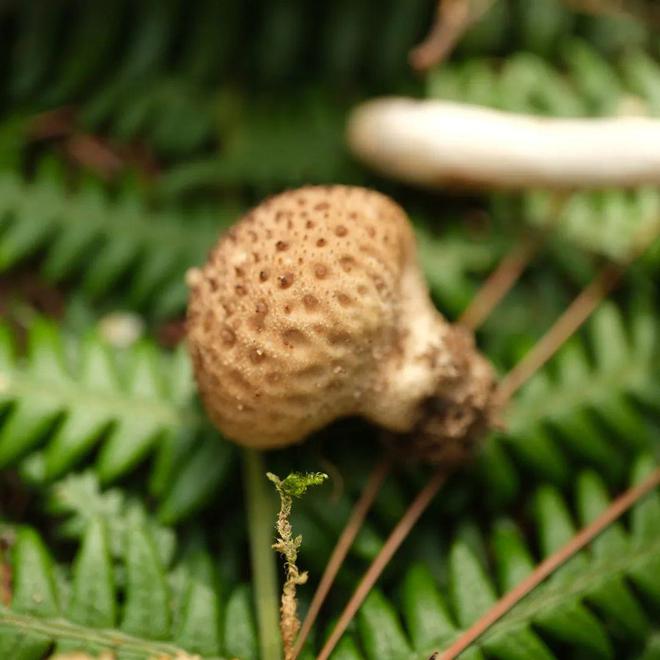 玉米黄菌子(玉米菌的功效)