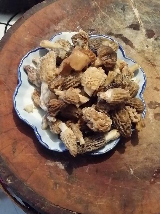 玉米黄菌子(玉米菌的功效)