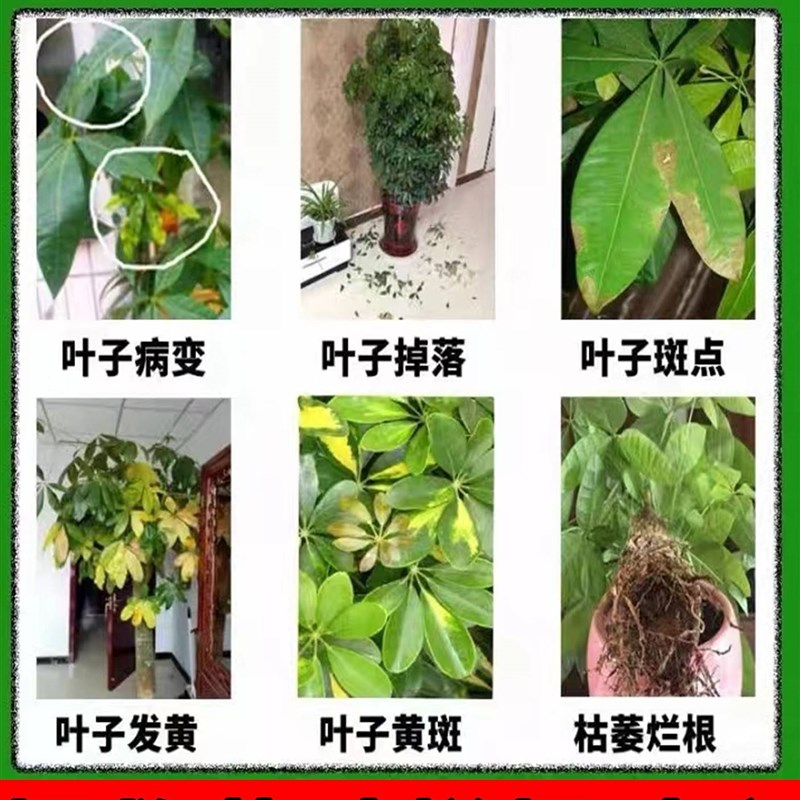 发财树要施肥(发财树用什么肥料最好)