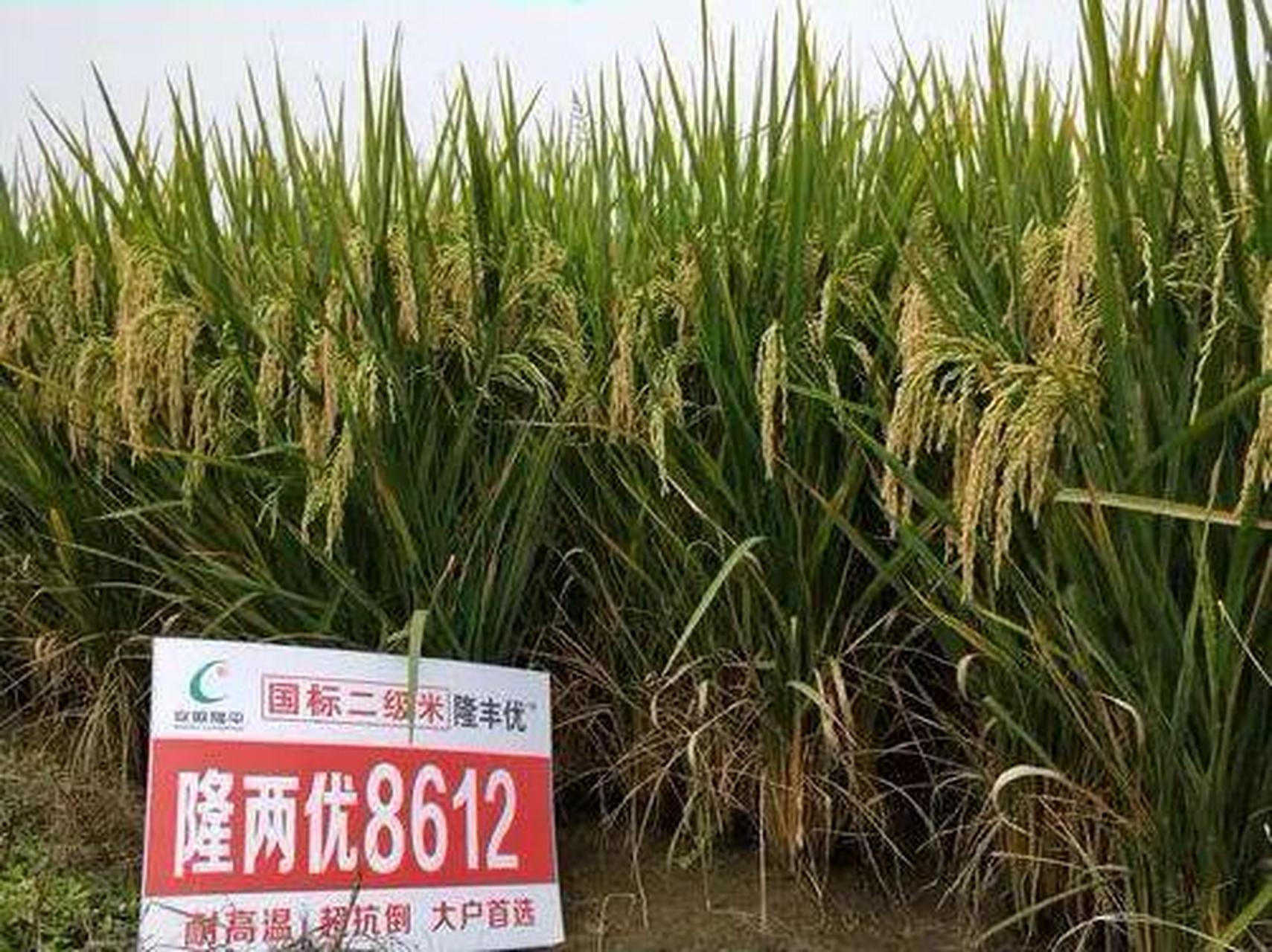 华占水稻品种(今年华占稻谷是什么价钱)
