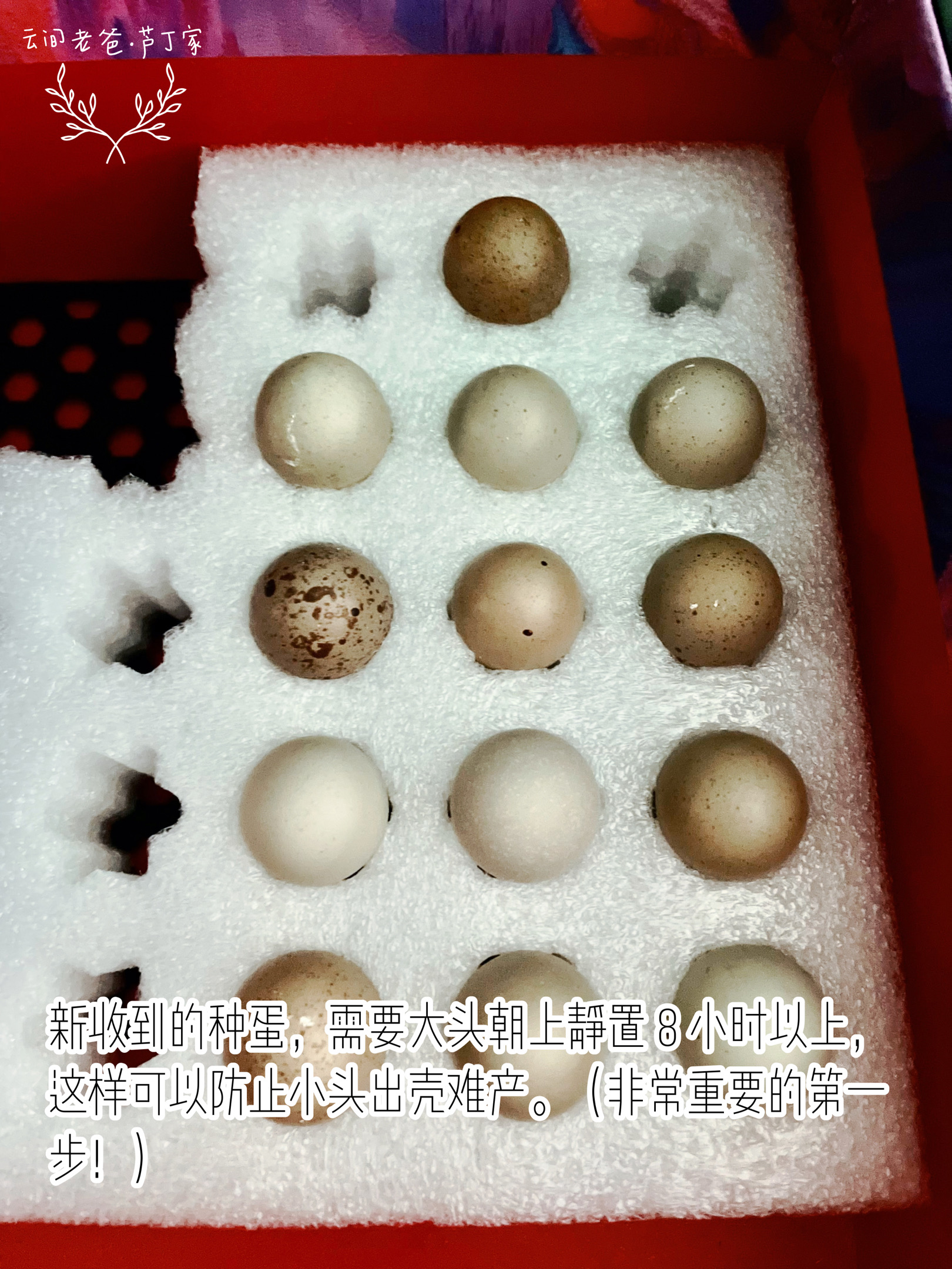 怎么养小芦丁鸡(怎么养小芦丁鸡幼崽)
