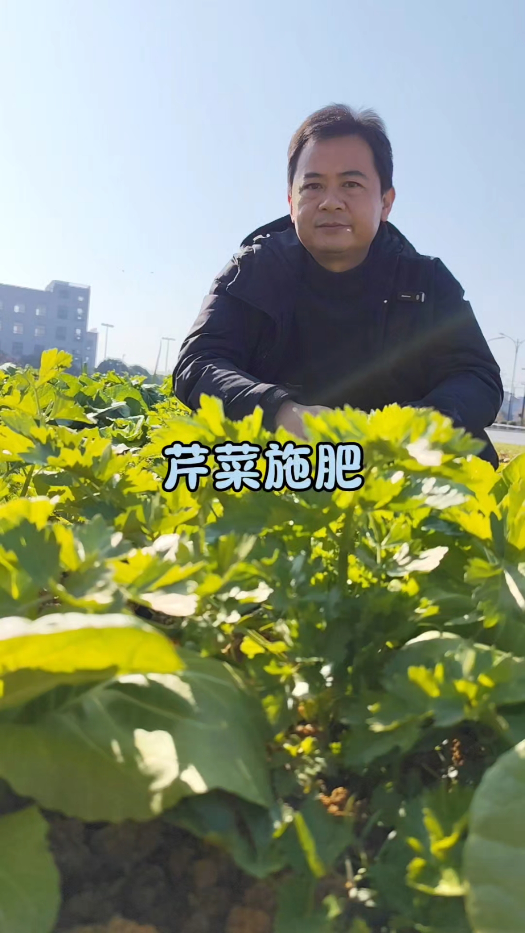 芹菜怎样施肥(芹菜施什么肥料最好)