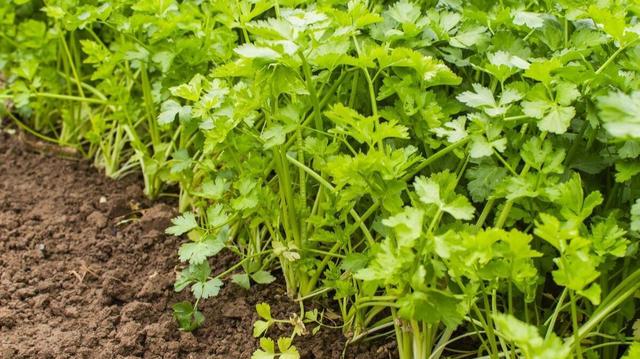 芹菜怎样施肥(芹菜施什么肥料最好)
