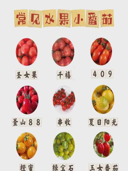 全球番茄品种(全球番茄品种有多少种)