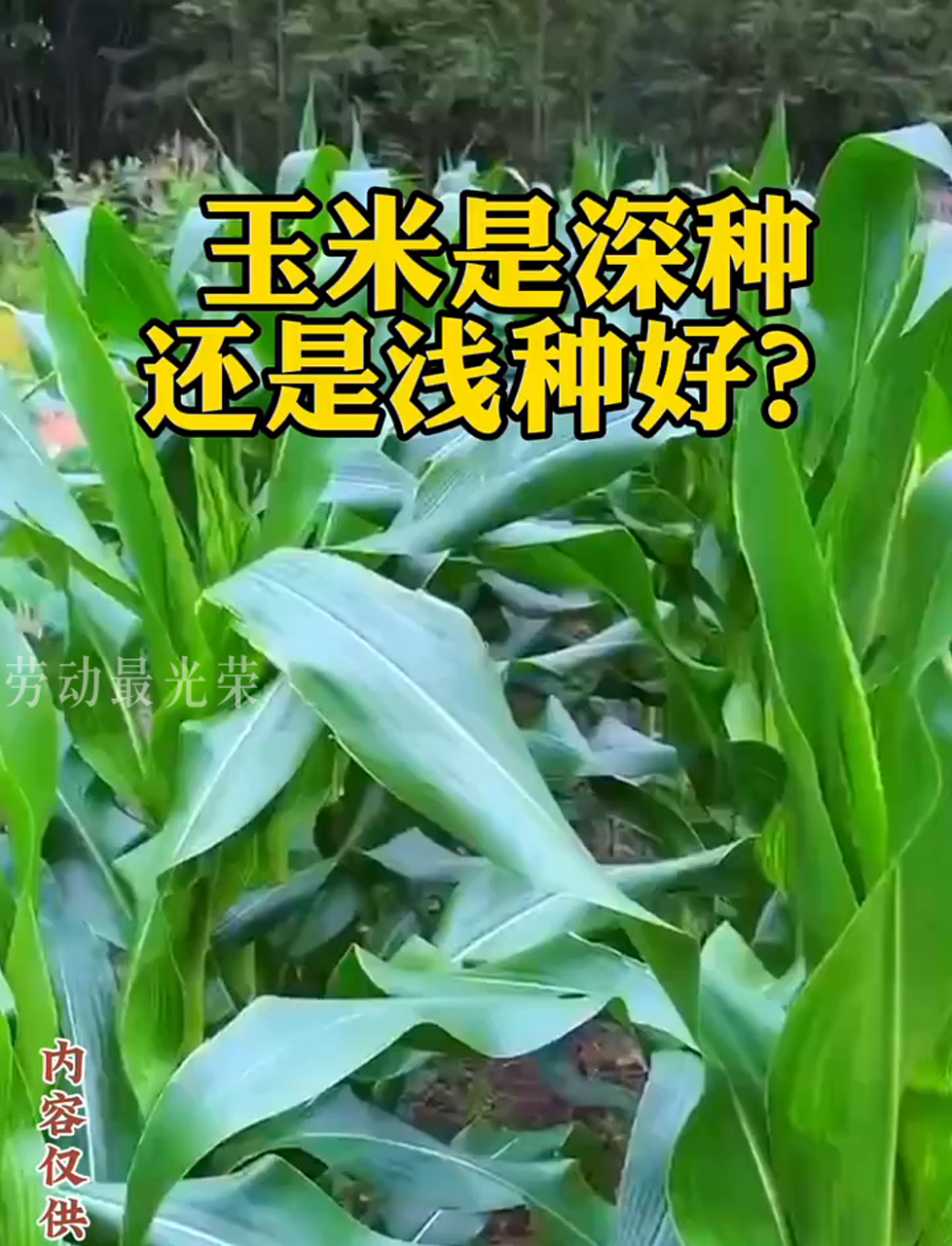 种什么玉米好(种什么玉米种高产)