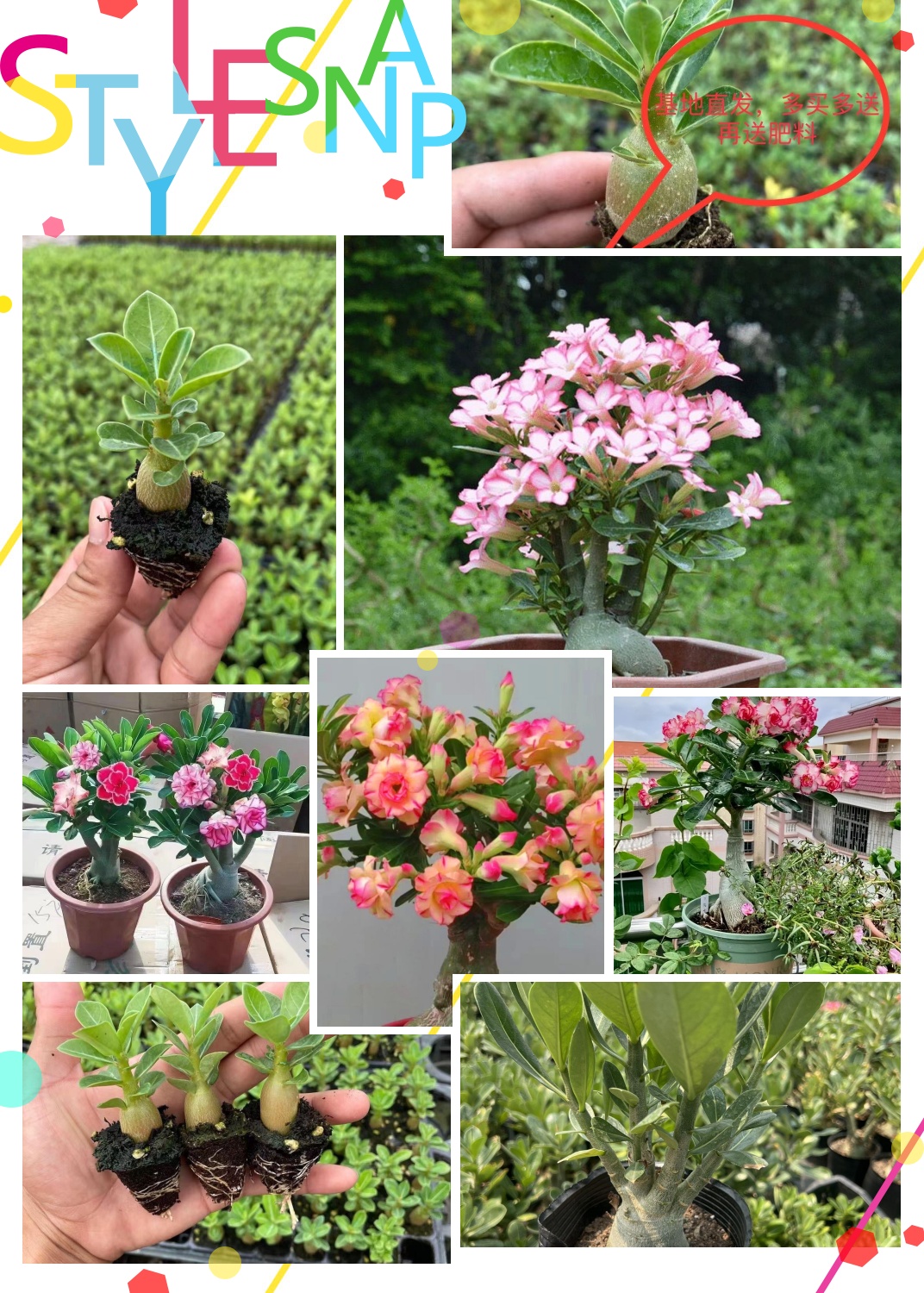 沙漠玫瑰施肥(沙漠玫瑰施肥过多怎么办)