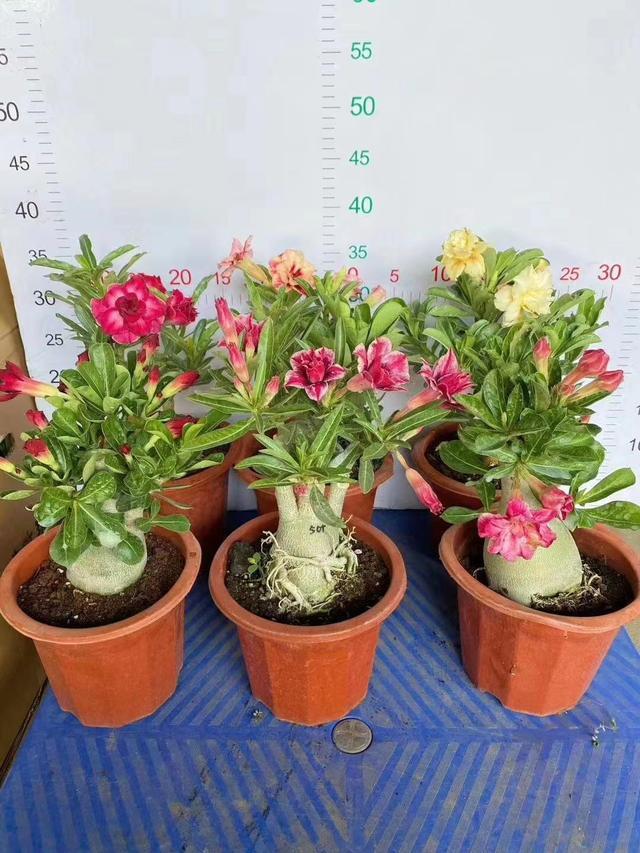 沙漠玫瑰施肥(沙漠玫瑰施肥过多怎么办)