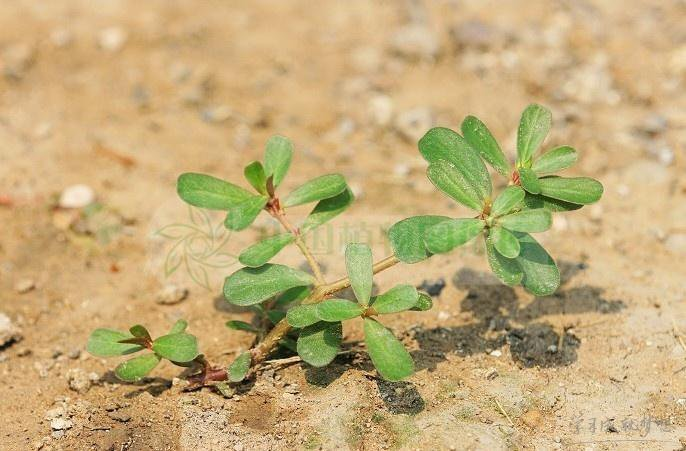 长寿菜栽培技术(长寿菜栽培技术视频)