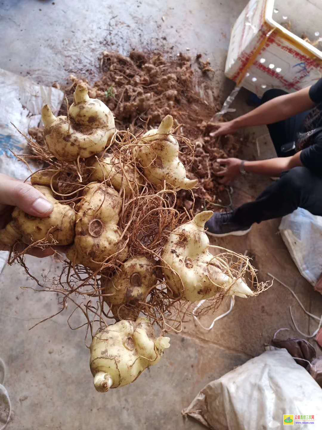 包含黄精初加工的词条