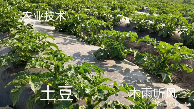 土豆家庭种植方法(家庭土豆种植方法如下)