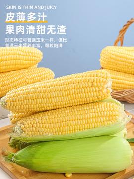 水果棒子图片(水果棒是什么东西)