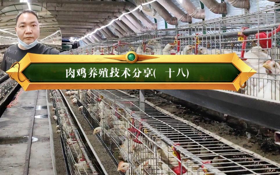 肉鸡一般养殖多少天(肉鸡养殖成活率一般多少)
