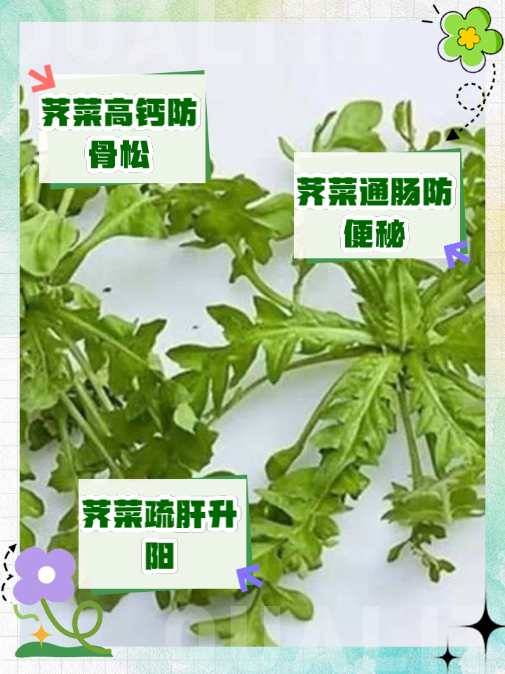 荠菜有什么营养功效(荠菜的功效与作用 m由来cn)