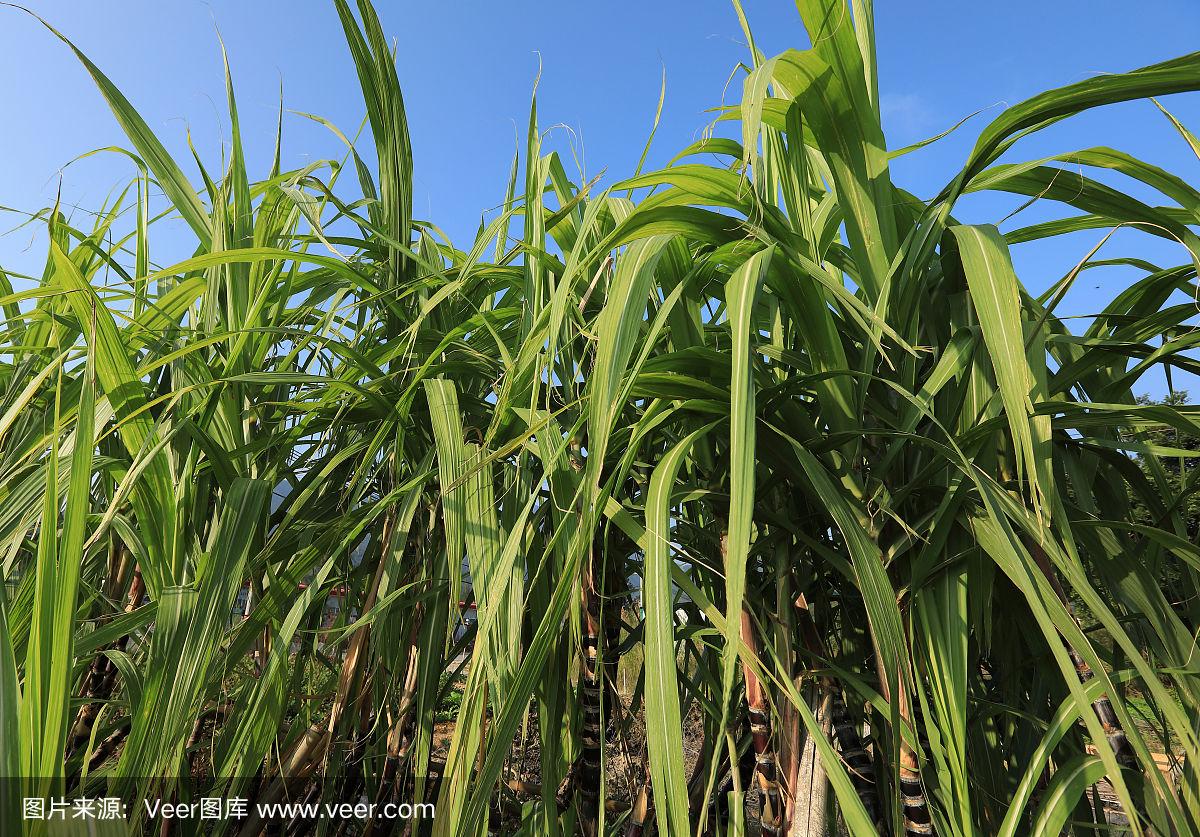 稻田种植甘蔗(稻田种植甘蔗技术要点)
