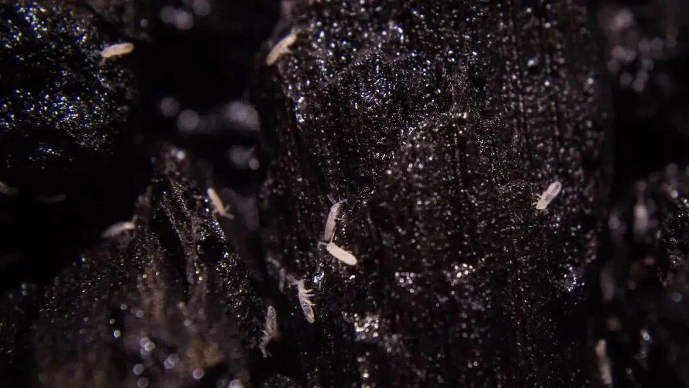 长在土里的虫子(长土里的虫子有哪些图片)