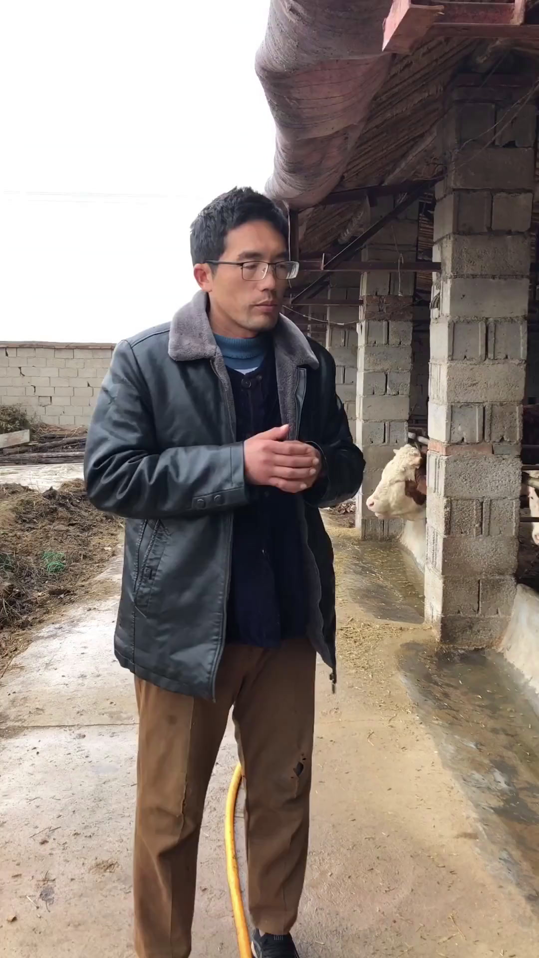 牛翻草(牛翻草是什么意思)