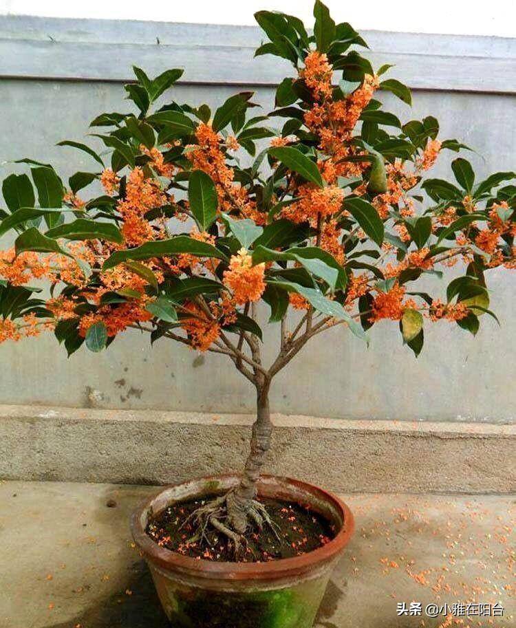 桂花春天施肥(桂花春天施什么肥)