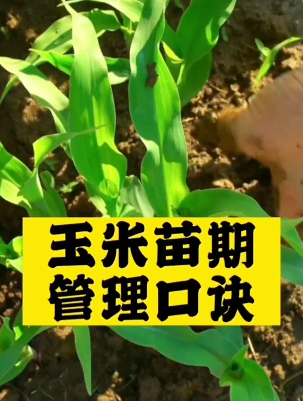 玉米的苗期管理技术(简述玉米苗期的管理措施)