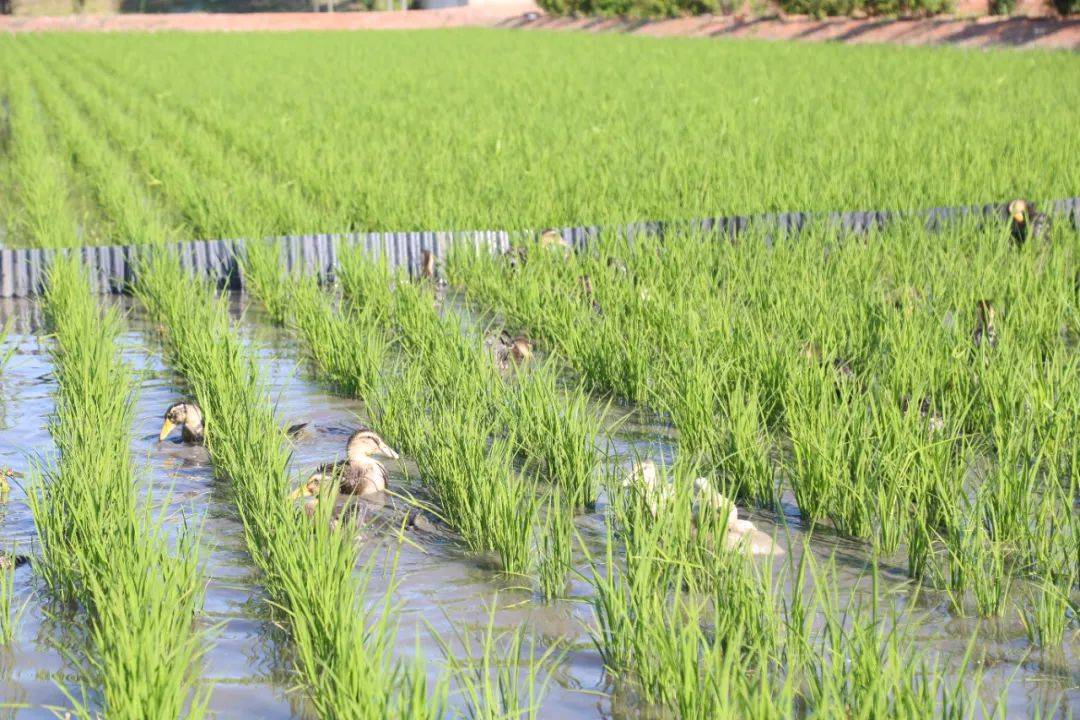 泰来水稻种植面积(扩大水稻种植面积的危害)