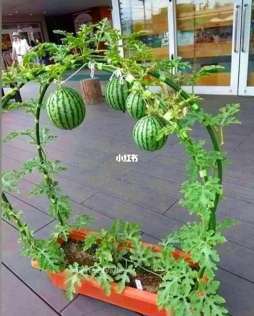 家里种西瓜用多大的盆(用盆栽种西瓜可以放多少种子)