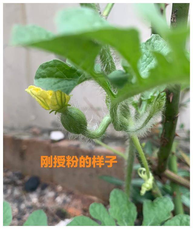 家里种西瓜用多大的盆(用盆栽种西瓜可以放多少种子)