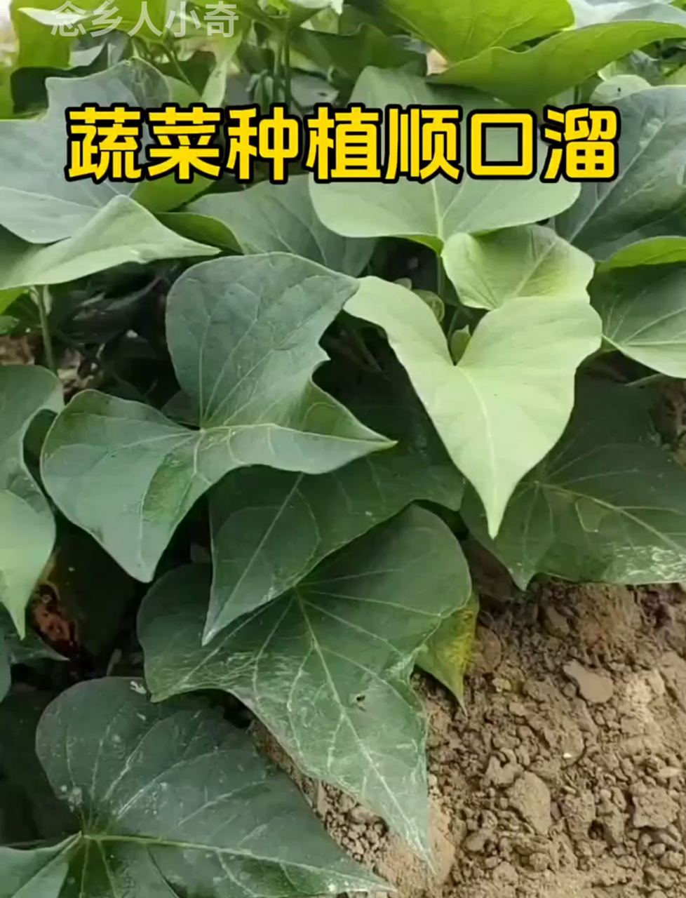 菜怎么种植方法(香椿芽菜怎么种植方法)