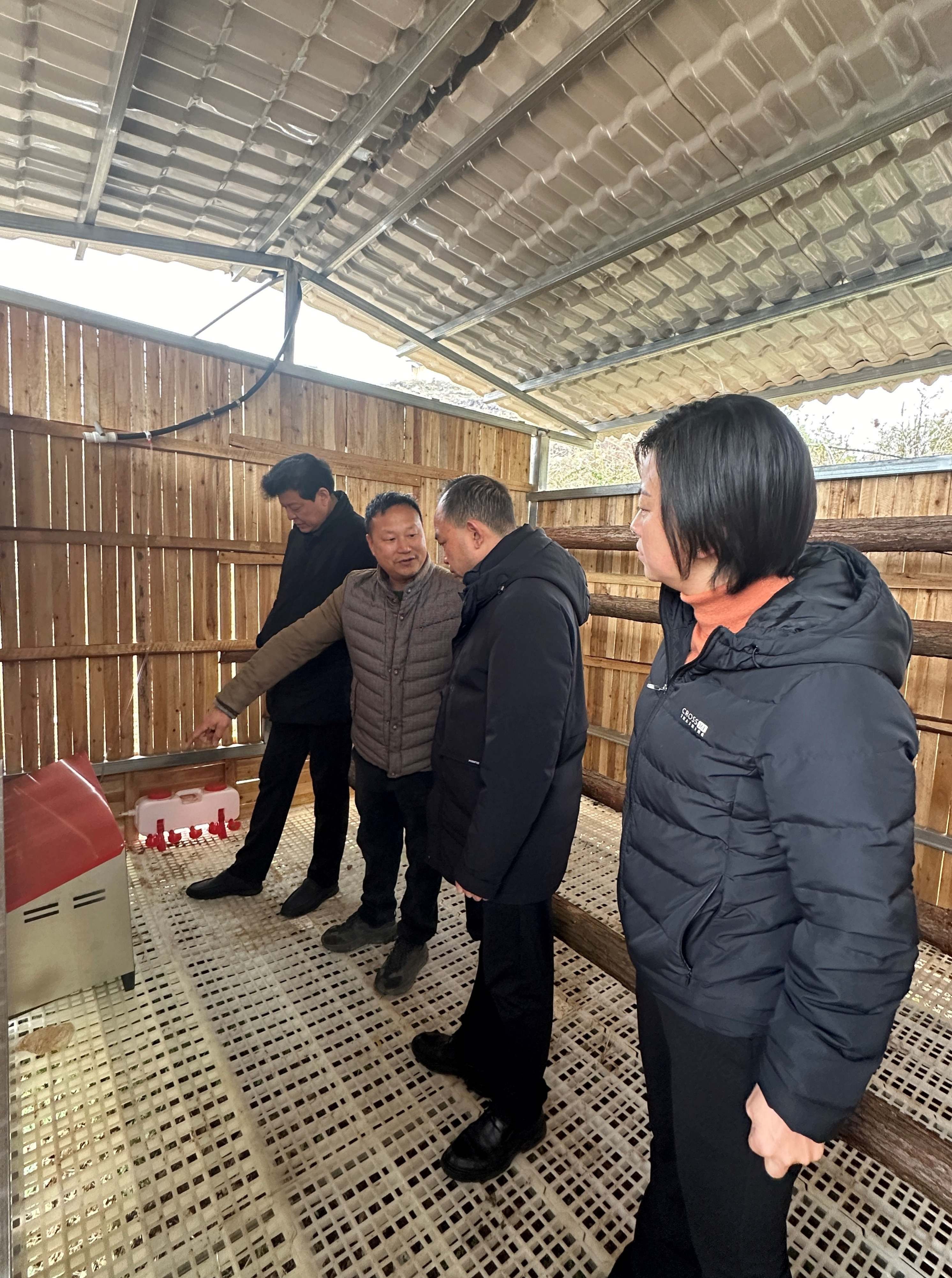 大棚养鸡视频(大棚养鸡视频播放)