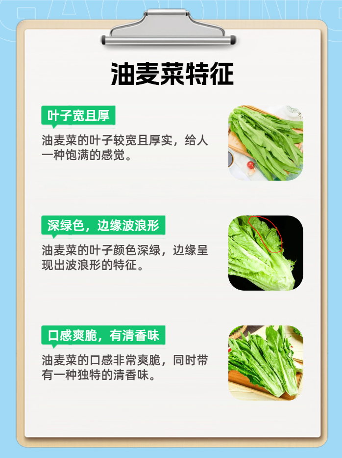 莴苣是油麦菜么(莴苣菜叶是油麦菜吗)