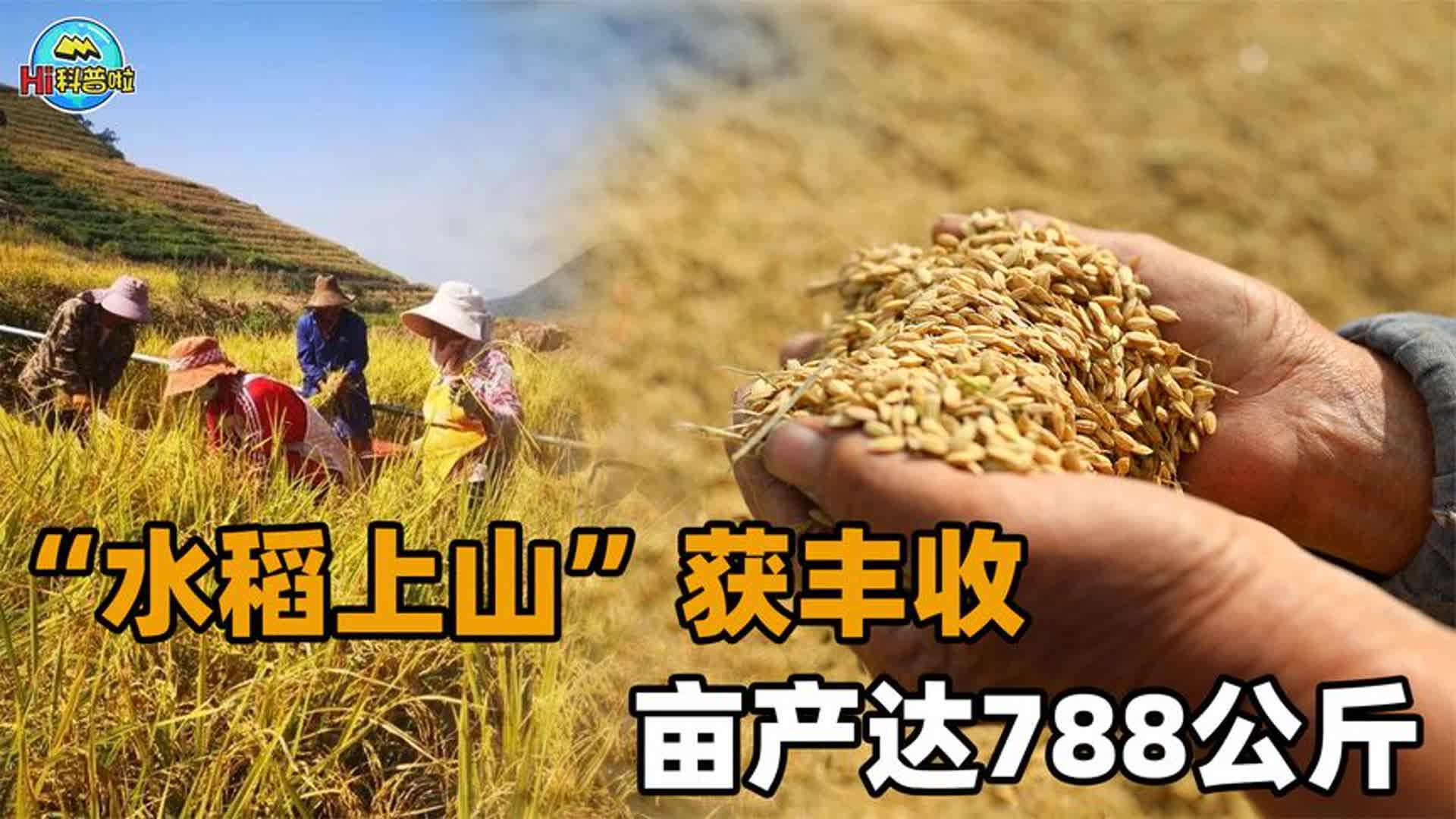 旱地稻的种植技术(旱地稻的种植技术与管理)