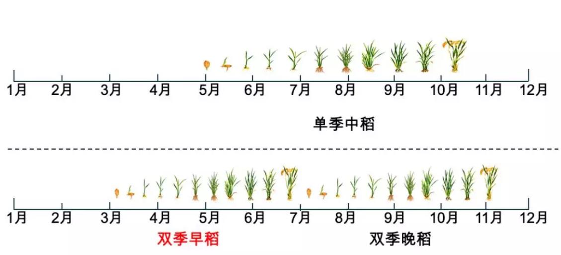 水稻几月种植(水稻几月种植最佳)