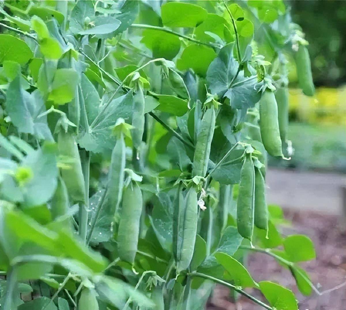 北方7月份适合种什么蔬菜(北方7月份适合种什么蔬菜长得最快)
