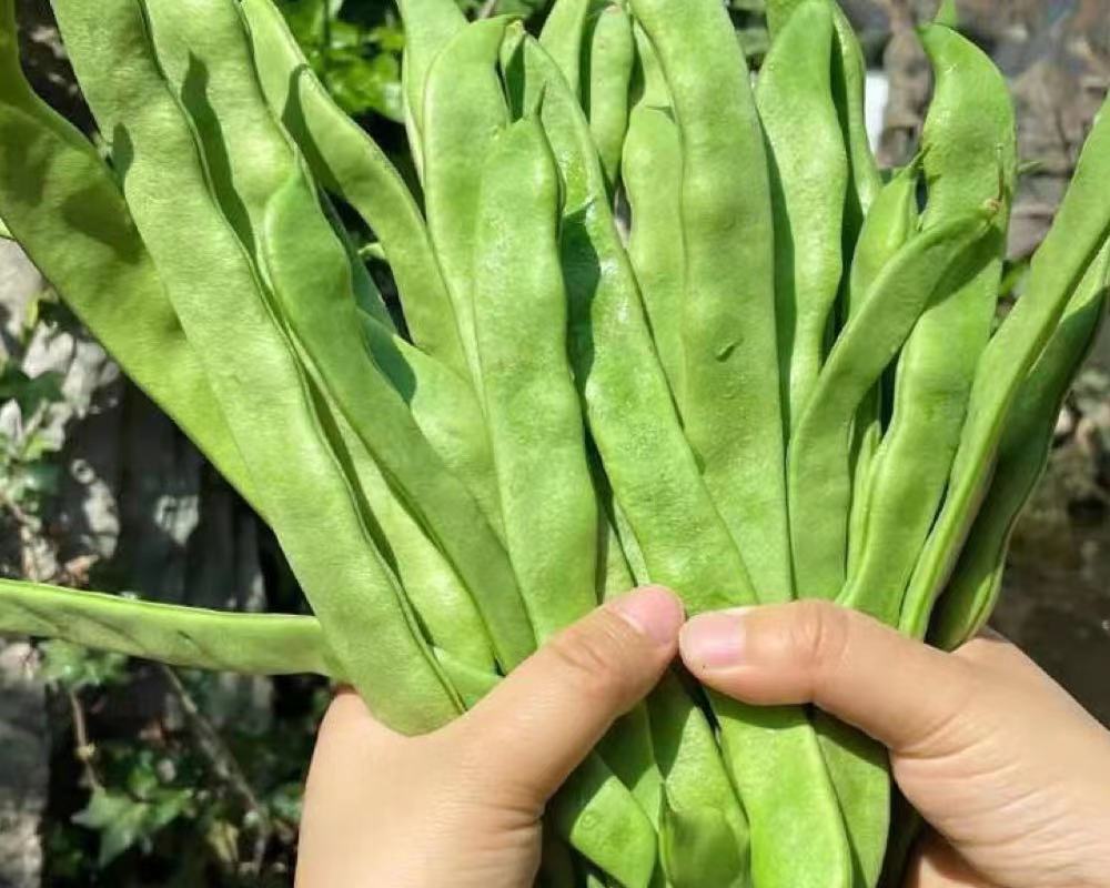 大扁豆角图片(大扁豆的图片及功效与作用)
