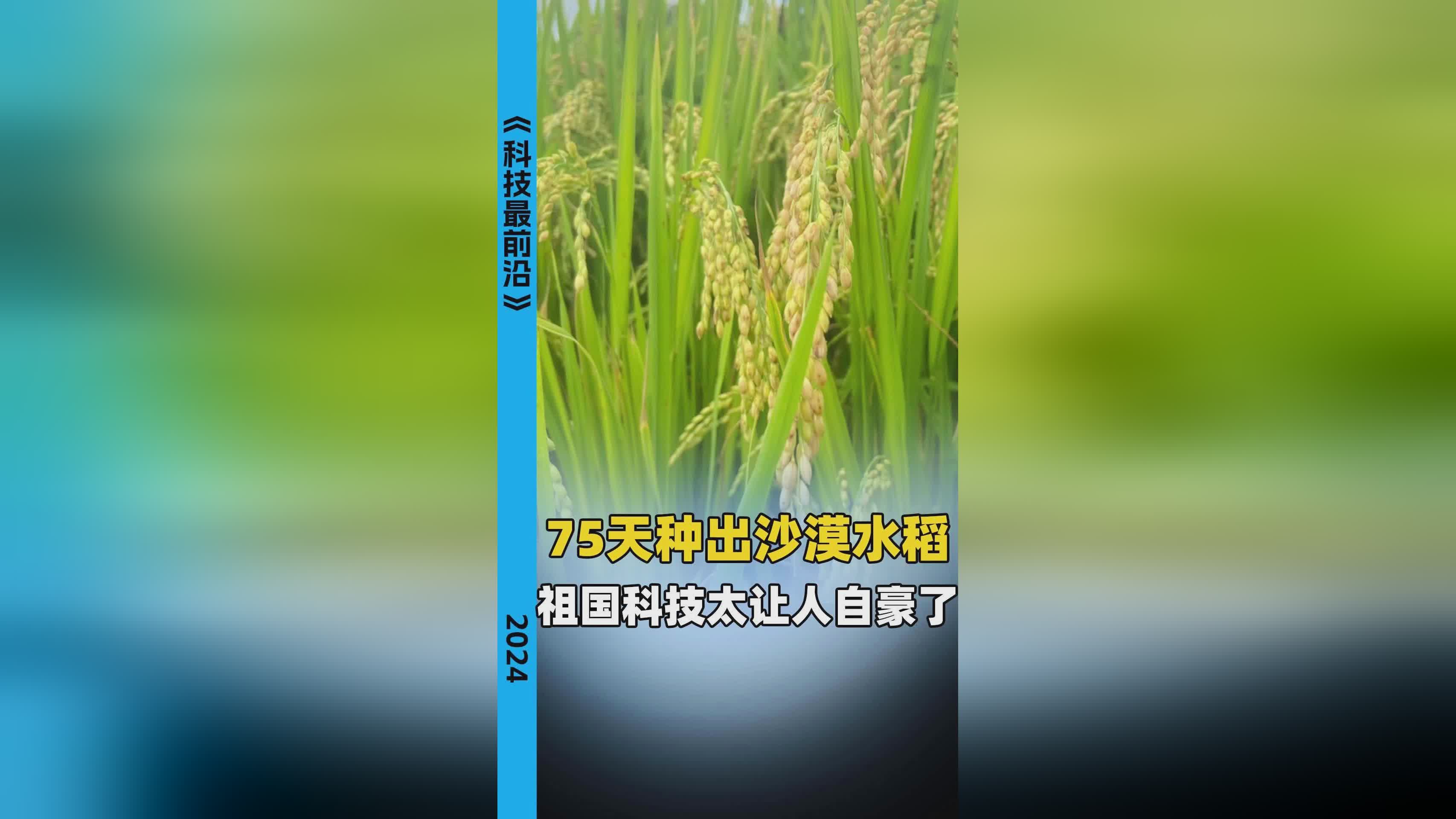 沙漠水稻种植(沙漠水稻种植全过程)