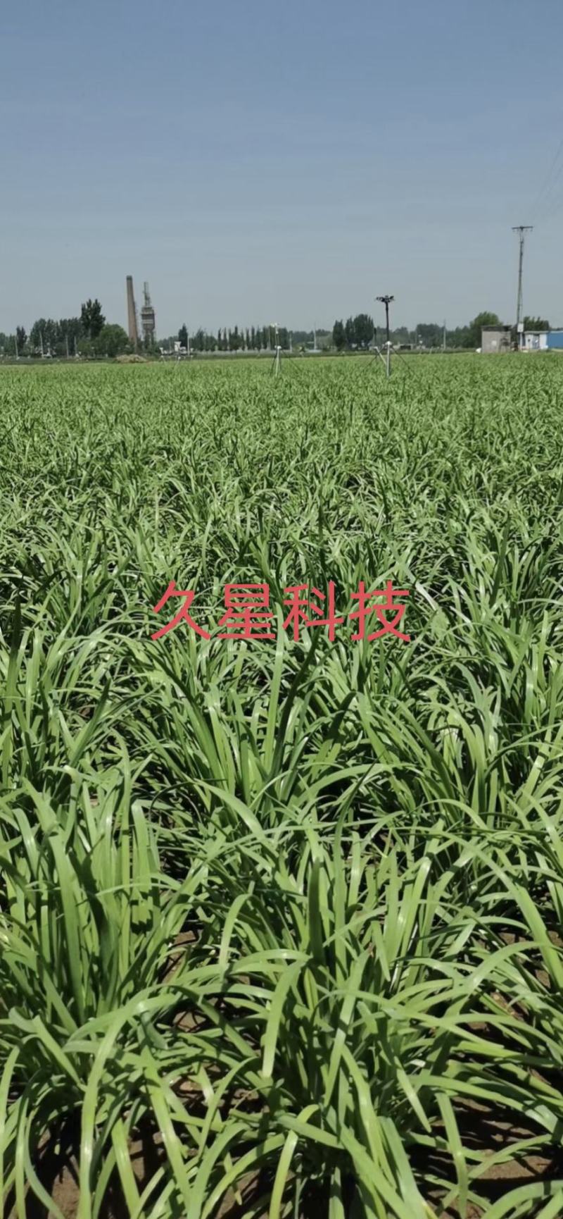 山东韭菜种子哪个品种好(山东韭菜种子哪个品种好些)
