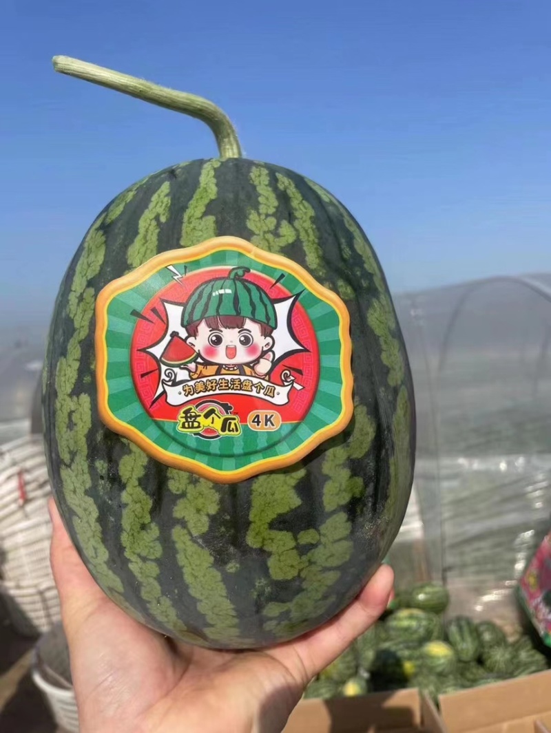 无籽西瓜品种有哪些(无籽西瓜品种什么样的品种最好)