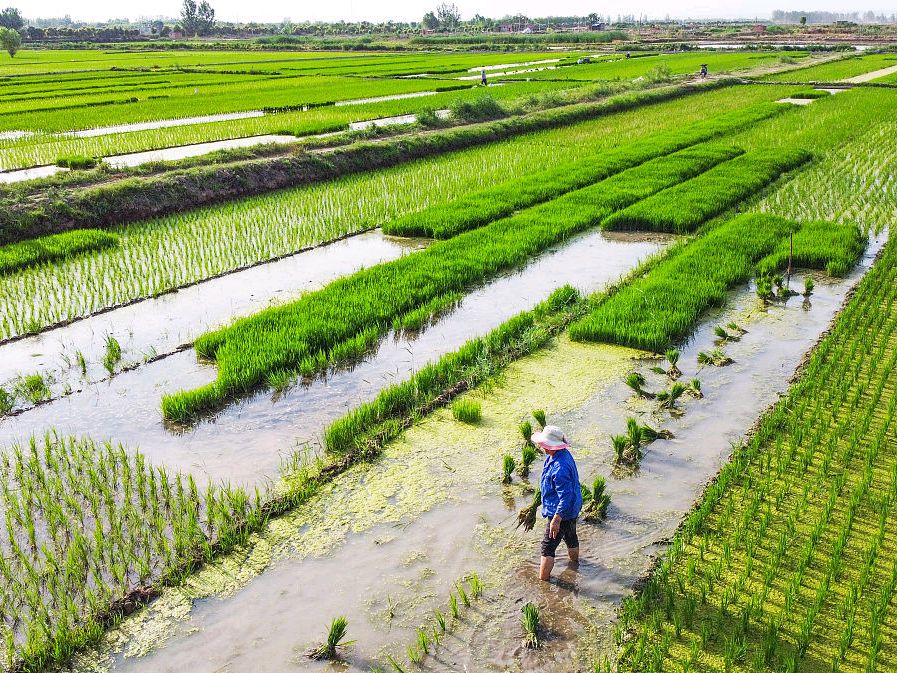河南省哪些地方种植水稻(河南省哪些地方种植水稻最多)