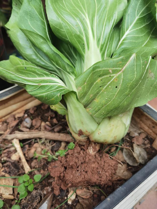 腊菜种植(腊菜种植最佳时间表)