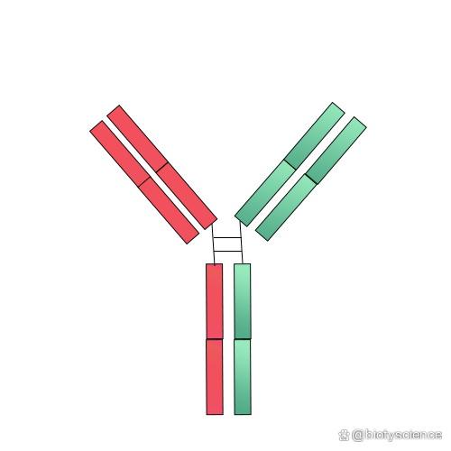 杂交转基因(杂交转基因水果有哪些)