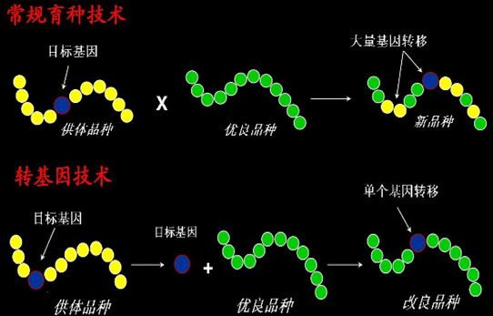 杂交转基因(杂交转基因水果有哪些)