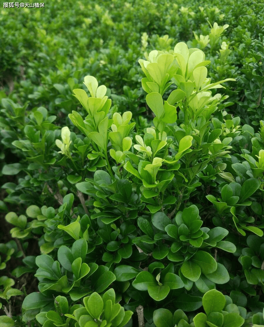 米兰花的养殖方法(米兰是吉树还是凶树)