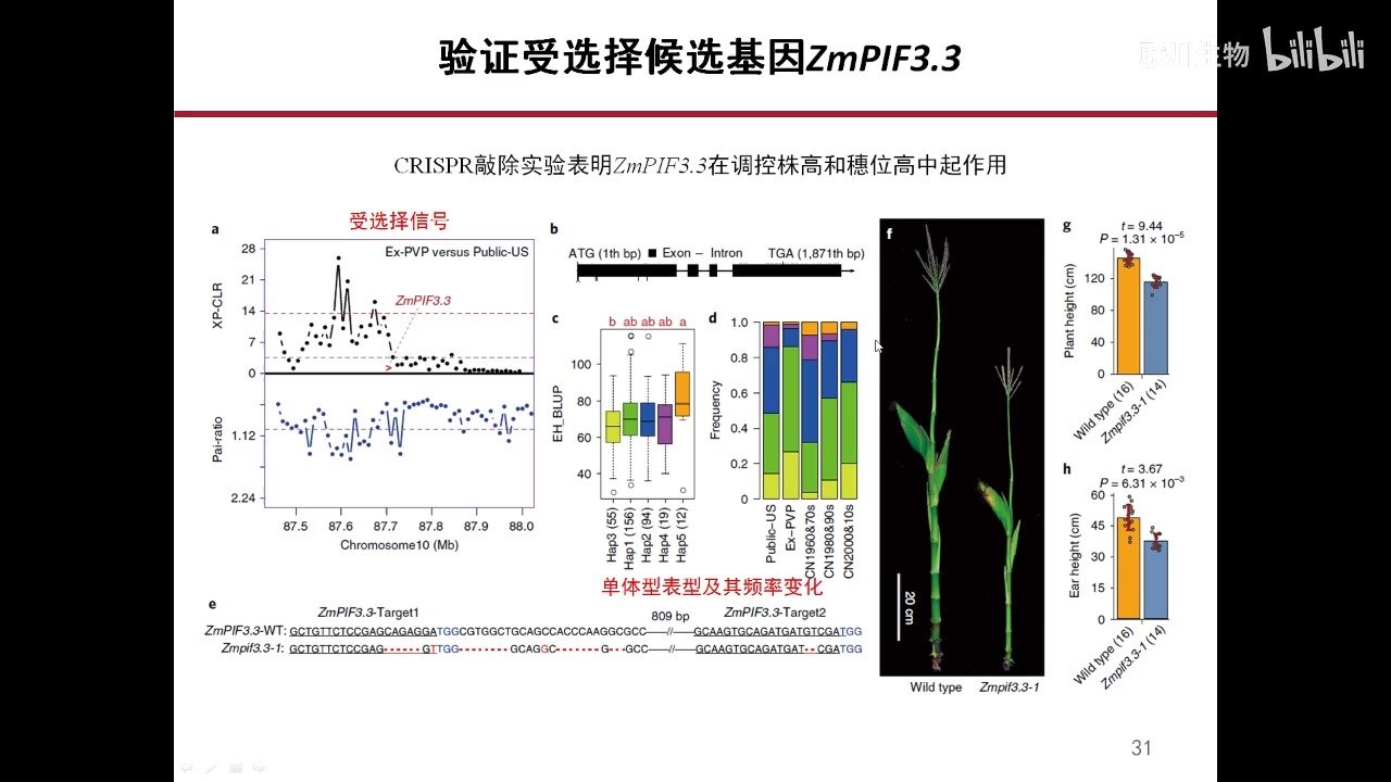 玉米基因(玉米基因组数据库)