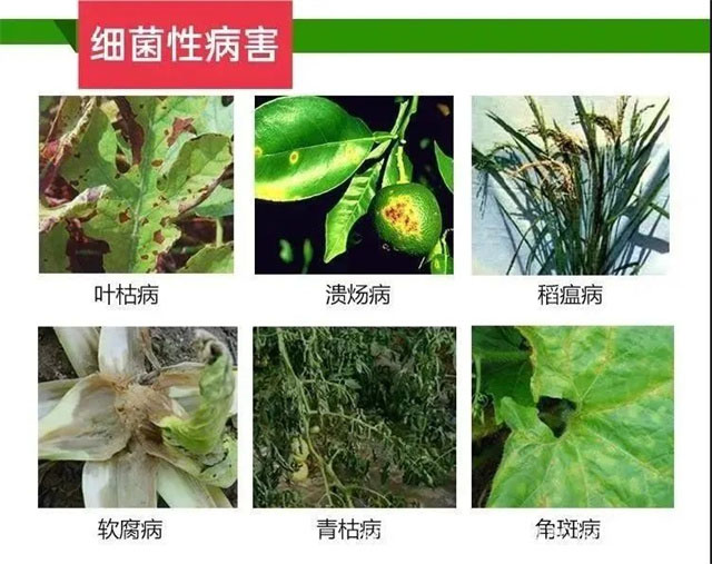 农作物主要病虫害的识别与防治(农作物病虫害包括哪几类)