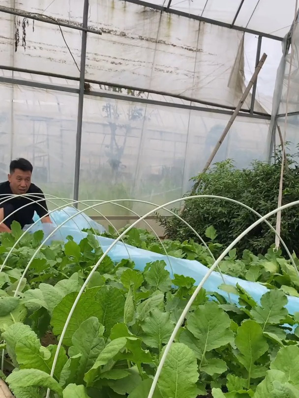 反季节大棚蔬菜种植技术(反季节大棚蔬菜种植技术视频)