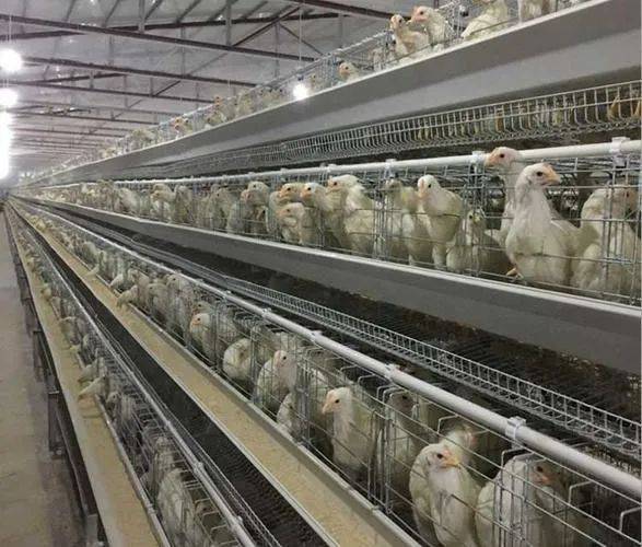 包含肉鸡饲养,禾丰养殖肉鸡,,1.24,2,低,培育词的词条