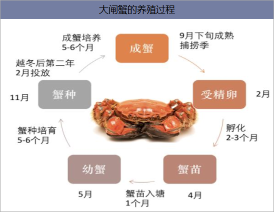 大闸蟹过冬养殖技术(大闸蟹过冬养殖技术要点)