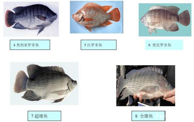 罗非鱼养殖技术规范(罗非鱼养殖技术视频教程全集)