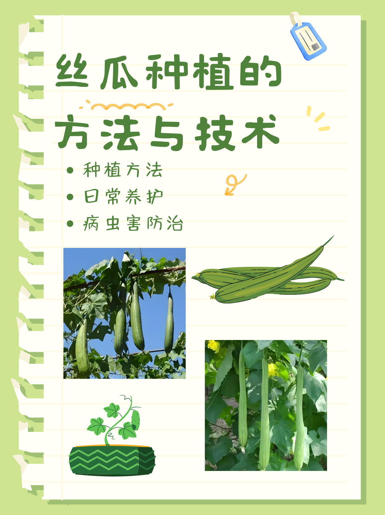丝瓜是怎么种的(丝瓜是怎么种出来的)